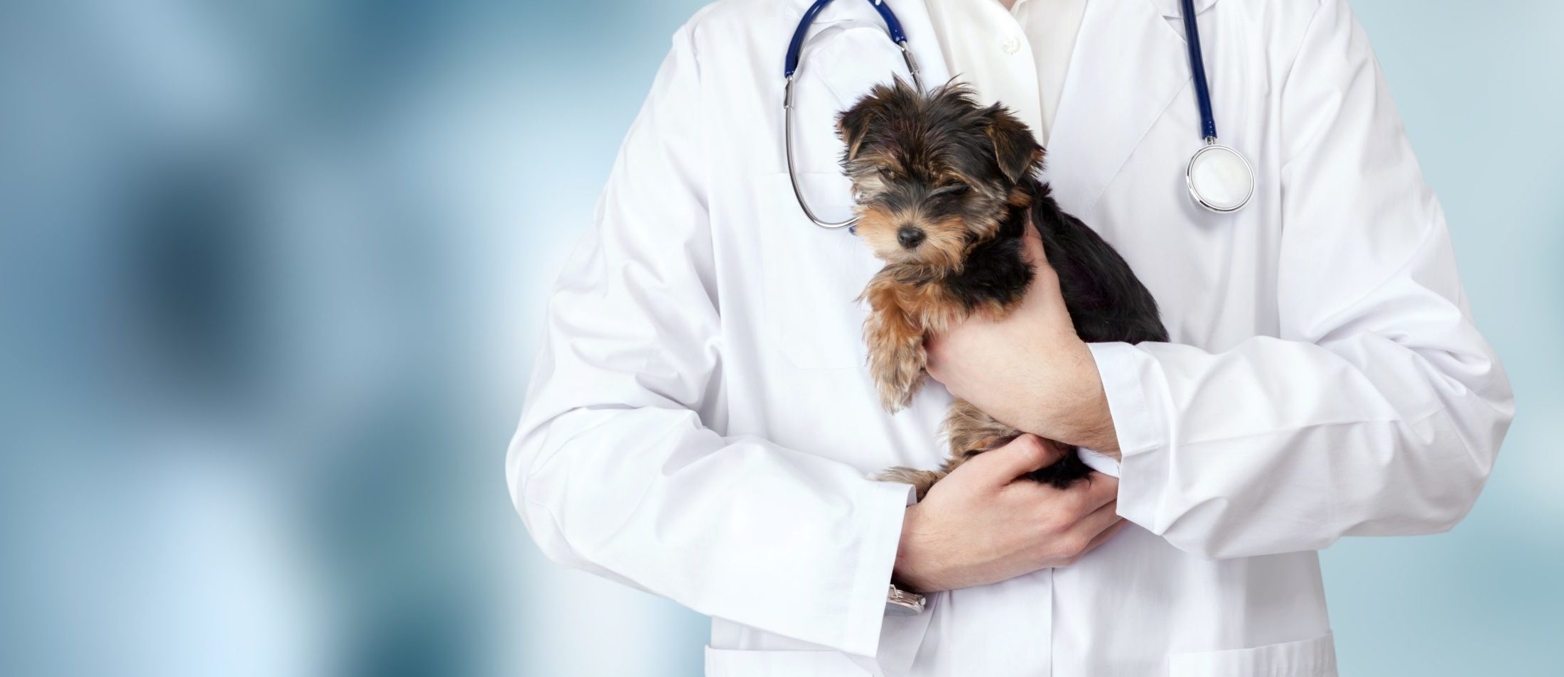 Small cute dog examined at the veterinary doctor, close-up