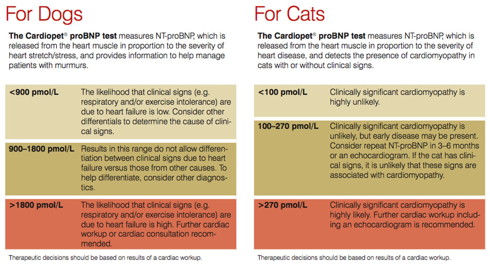 How Long Do Dogs Live With Heart Murmurs